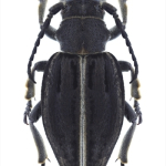 Dorcadion striolatum