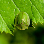 Cassida viridis