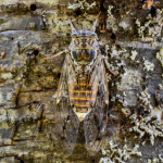 Cicada orni