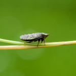 Aphrodes carinatus