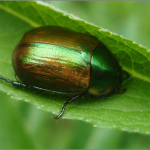 Anomala dubia