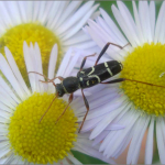 Clytus rhamni