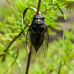 Cicadatra persica