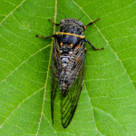 Tibicina steveni