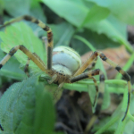 Argiope bruennichi