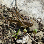 Platycleis intermedia