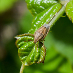 Aelia acuminata