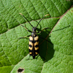 Leptura quadrifasciata