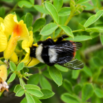 Bombus lapidarius