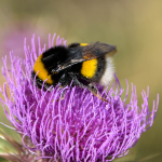 Bombus terrestris