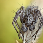 Oxyopes ramosus