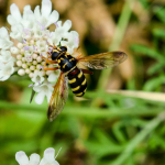 Milesia semiluctifera