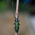 Agapanthia violacea