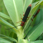 Oberea erythrocephala