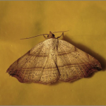 Laspeyria flexula