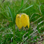 Fritillaria collina