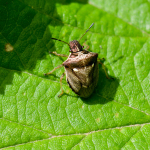 Eusarcoris aeneus