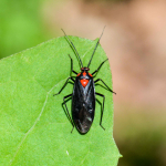 Capsodes bicolor