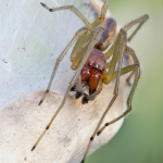 Cheiracanthium erraticum