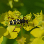 Clytus arietis