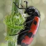 Mylabris quadripunctata