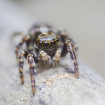 Pseudeuophrys lanigera