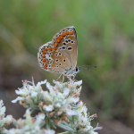 Aricia agestis