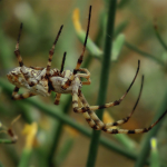 Argiope lobata