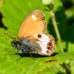 Coenonympha arcania