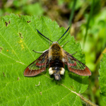 Hemaris fuciformis