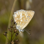 Polyommatus daphnis