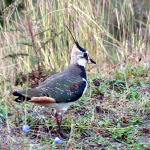 Vanellus vanellus