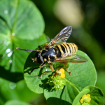 Temnostoma vespiforme