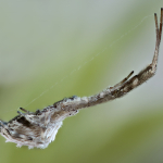 Uloborus walckenaerius