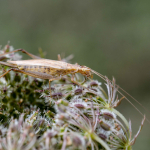 Oecanthus pellucens