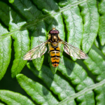 Episyrphus balteatus