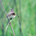 Acrocephalus palustris