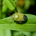 Piezodorus lituratus