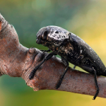 Capnodis tenebrionis