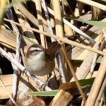 Acrocephalus melanopogon