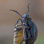 Meloe autumnalis autumnalis var. hiemalis