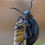 Meloe autumnalis autumnalis var. hiemalis