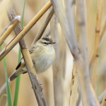 Acrocephalus schoenobaenus