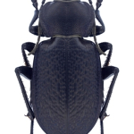 Carabus maurus