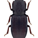 Pycnomerus sulcicollis