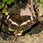 Limenitis camilla