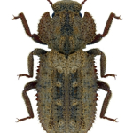 Endophloeus exculptus