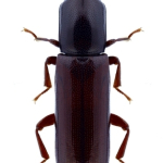 Corticeus unicolor