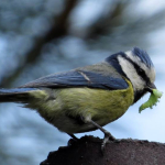 Cyanistes caeruleus