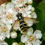 Chrysotoxum elegans